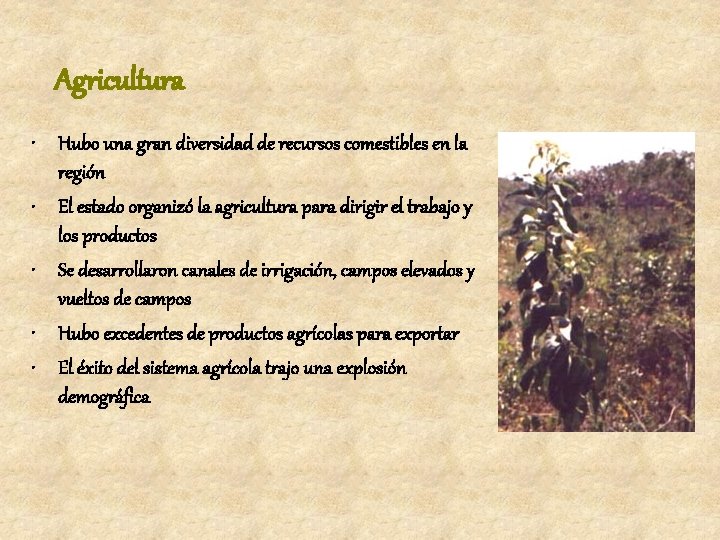 Agricultura • Hubo una gran diversidad de recursos comestibles en la región • El