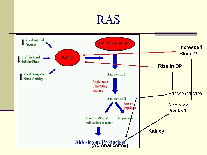 RAS Increased Blood Vol. Rise in BP Vasoconstriction Na+ & water retention Kidney (Adrenal