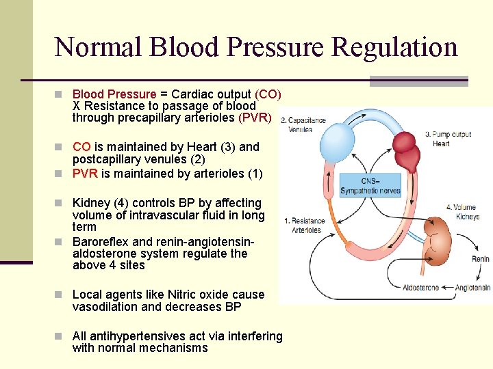 Normal Blood Pressure Regulation n Blood Pressure = Cardiac output (CO) X Resistance to