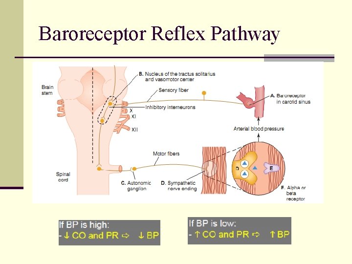 Baroreceptor Reflex Pathway 