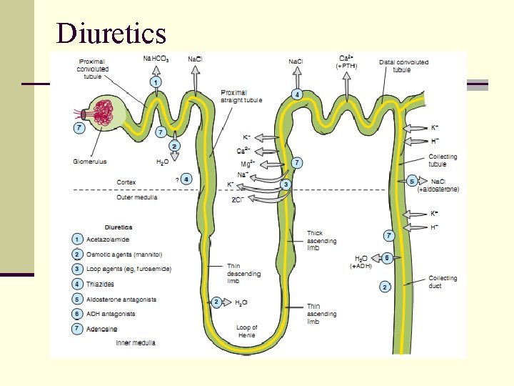 Diuretics 