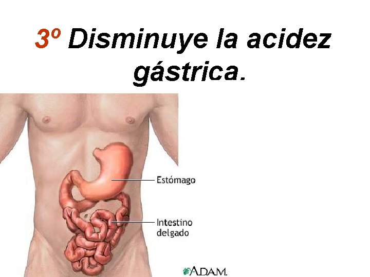 3º Disminuye la acidez gástrica. 