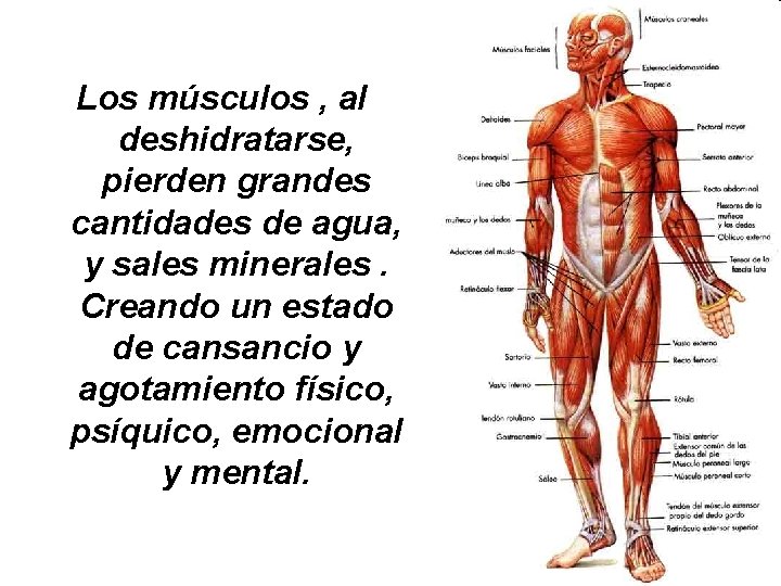 Los músculos , al deshidratarse, pierden grandes cantidades de agua, y sales minerales. Creando