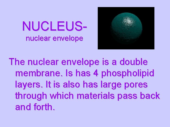 NUCLEUSnuclear envelope The nuclear envelope is a double membrane. Is has 4 phospholipid layers.