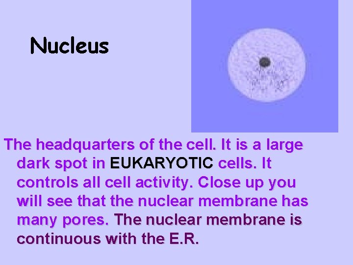 Nucleus The headquarters of the cell. It is a large dark spot in EUKARYOTIC