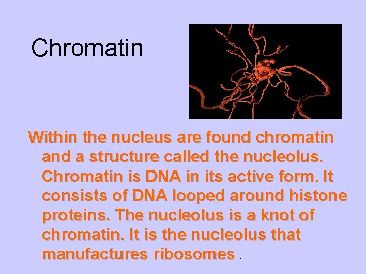 Chromatin Within the nucleus are found chromatin and a structure called the nucleolus. Chromatin