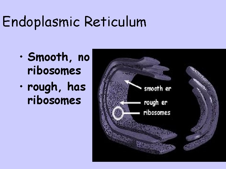 Endoplasmic Reticulum • Smooth, no ribosomes • rough, has ribosomes 