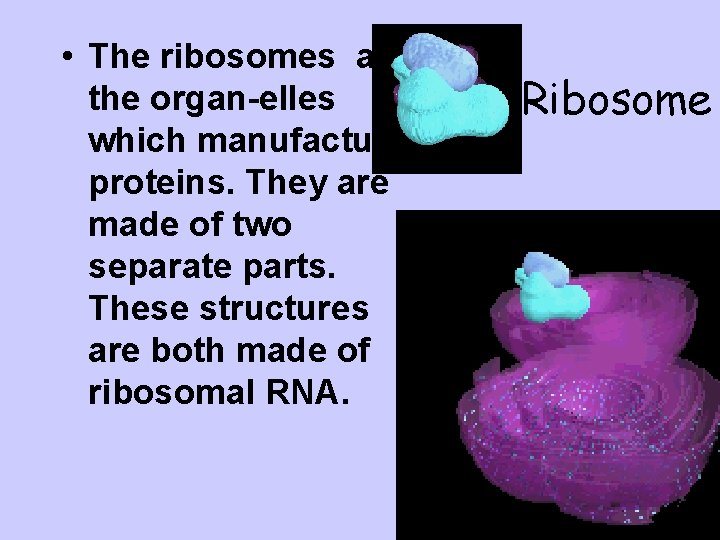  • The ribosomes are the organ-elles which manufacture proteins. They are made of
