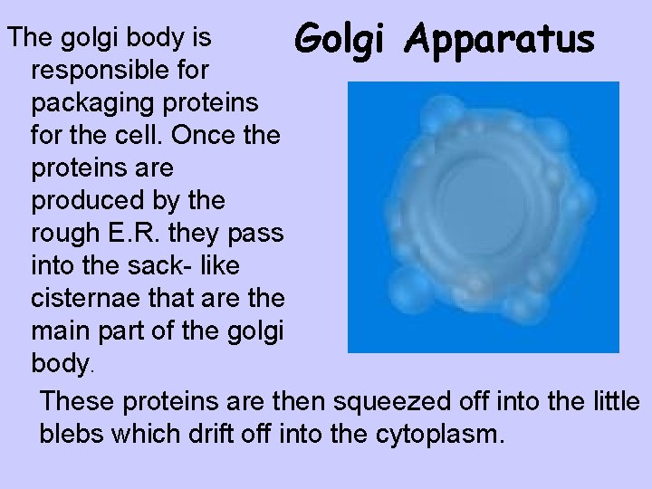 The golgi body is Golgi Apparatus responsible for packaging proteins for the cell. Once