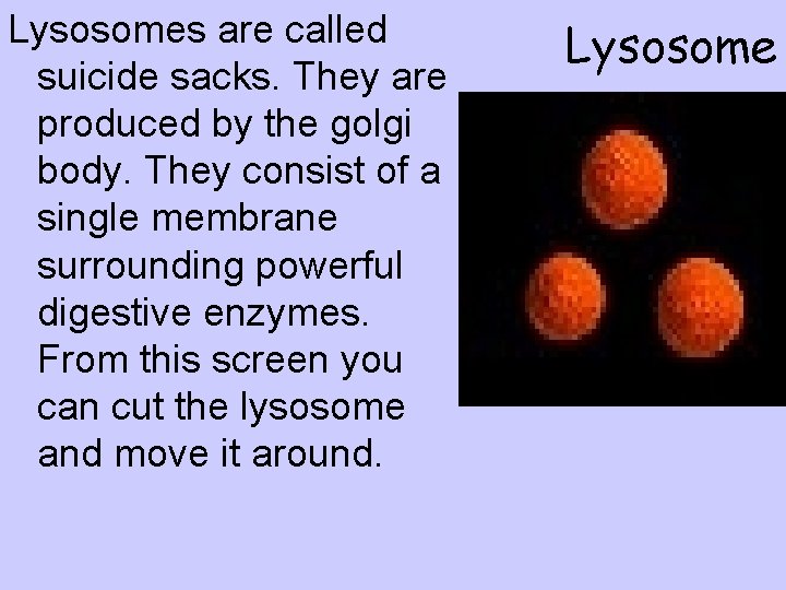Lysosomes are called suicide sacks. They are produced by the golgi body. They consist