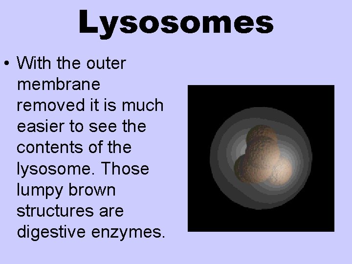 Lysosomes • With the outer membrane removed it is much easier to see the