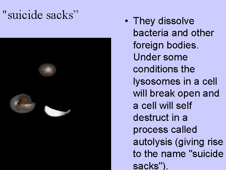 "suicide sacks” • They dissolve bacteria and other foreign bodies. Under some conditions the