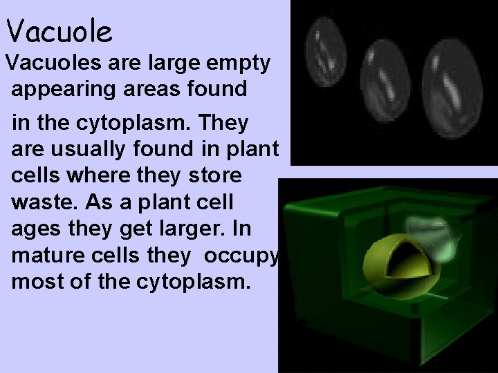 Vacuoles are large empty appearing areas found in the cytoplasm. They are usually found