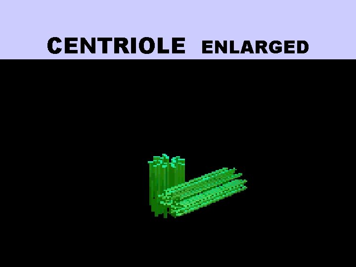CENTRIOLE ENLARGED 