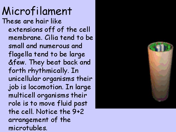 Microfilament These are hair like extensions off of the cell membrane. Cilia tend to