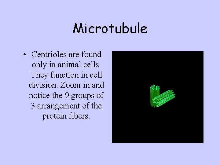 Microtubule • Centrioles are found only in animal cells. They function in cell division.