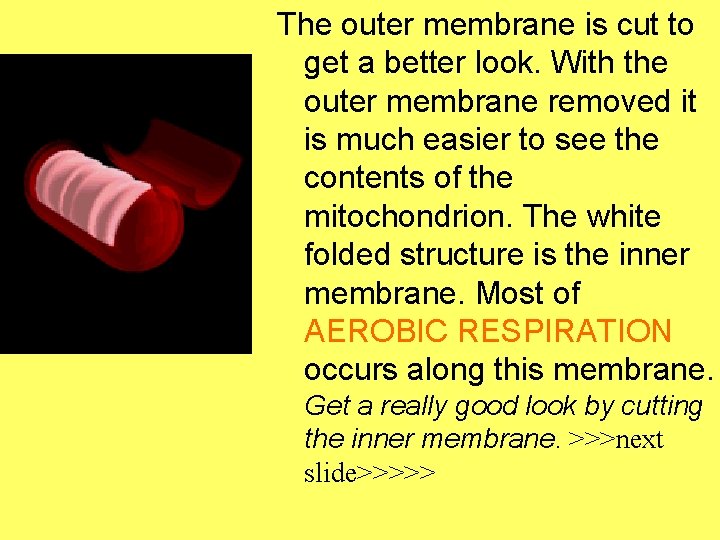 The outer membrane is cut to get a better look. With the outer membrane