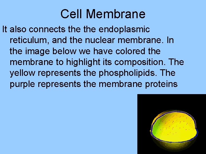 Cell Membrane It also connects the endoplasmic reticulum, and the nuclear membrane. In the
