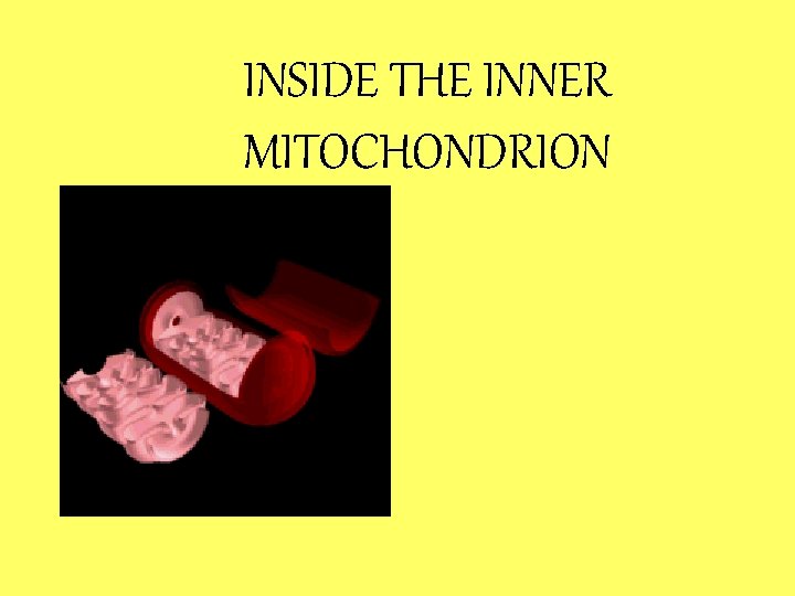 INSIDE THE INNER MITOCHONDRION 