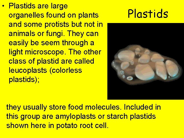  • Plastids are large organelles found on plants and some protists but not