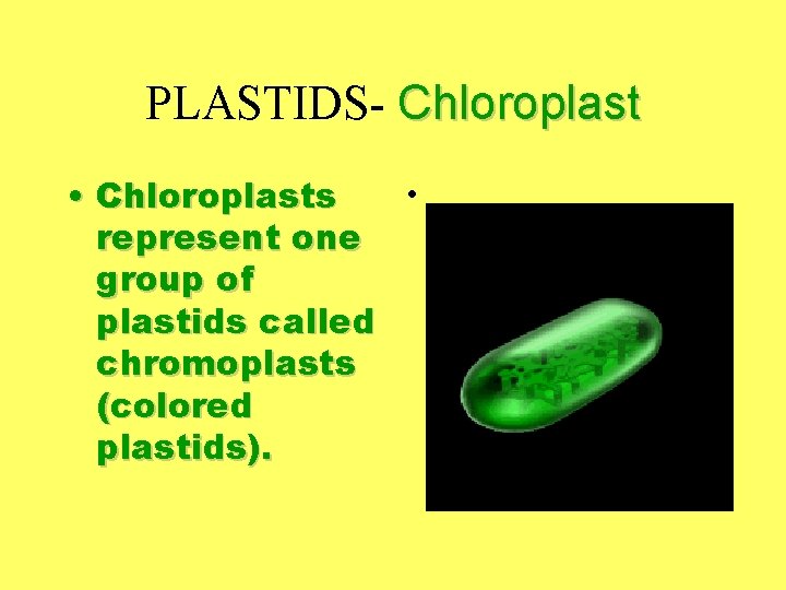 PLASTIDS- Chloroplast • • Chloroplasts represent one group of plastids called chromoplasts (colored plastids).
