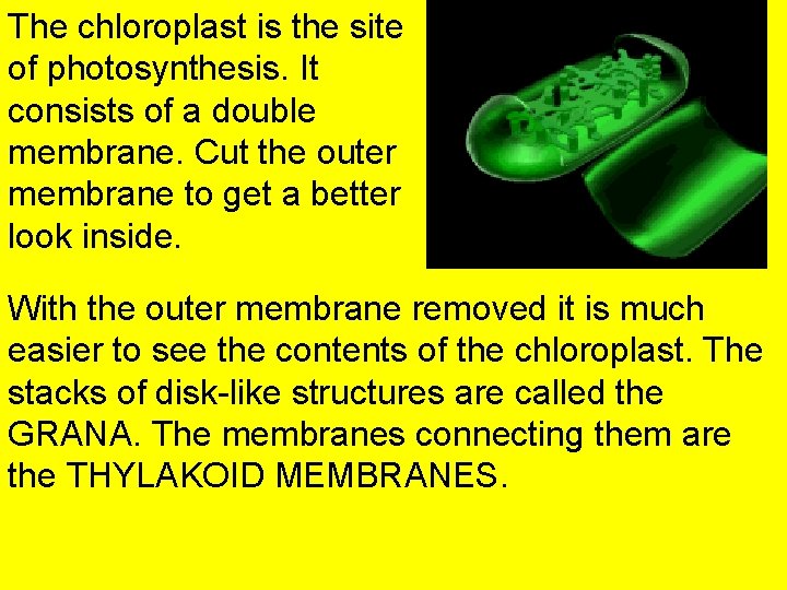 The chloroplast is the site of photosynthesis. It consists of a double membrane. Cut