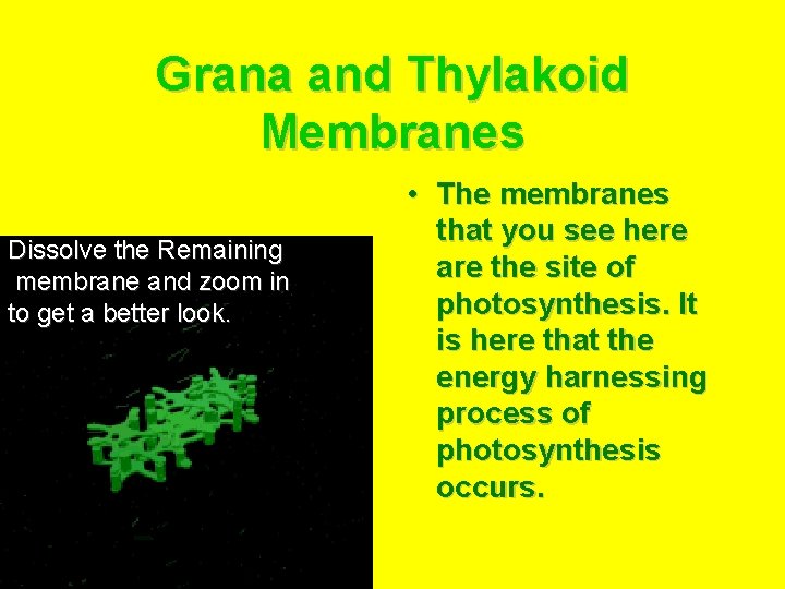 Grana and Thylakoid Membranes Dissolve the Remaining membrane and zoom in to get a