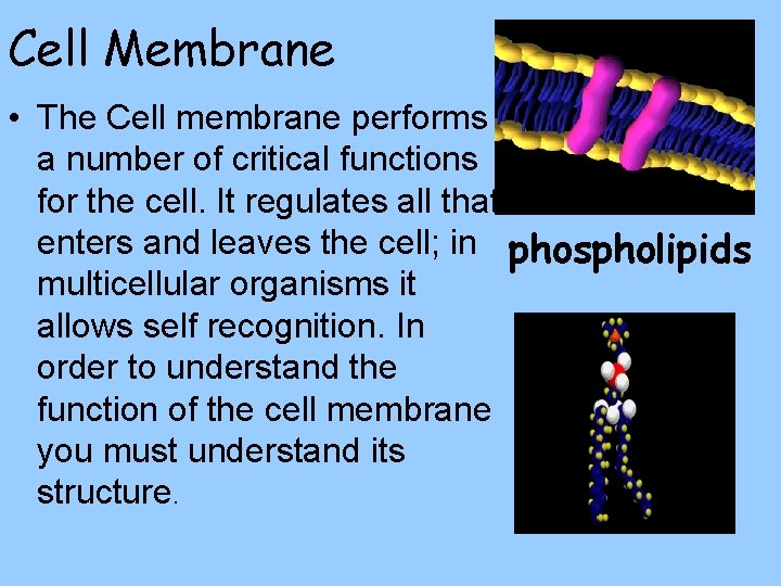 Cell Membrane • The Cell membrane performs a number of critical functions for the