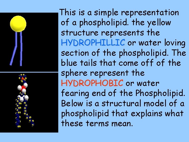 This is a simple representation of a phospholipid. the yellow structure represents the HYDROPHILLIC