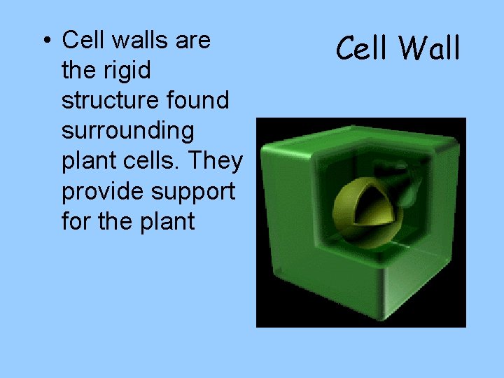  • Cell walls are the rigid structure found surrounding plant cells. They provide
