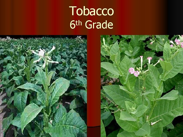 Tobacco th 6 Grade 