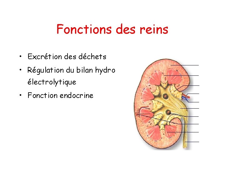 Fonctions des reins • Excrétion des déchets • Régulation du bilan hydro électrolytique •