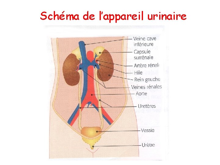 Schéma de l’appareil urinaire 