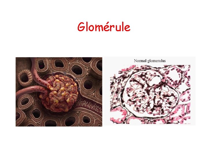 Glomérule 