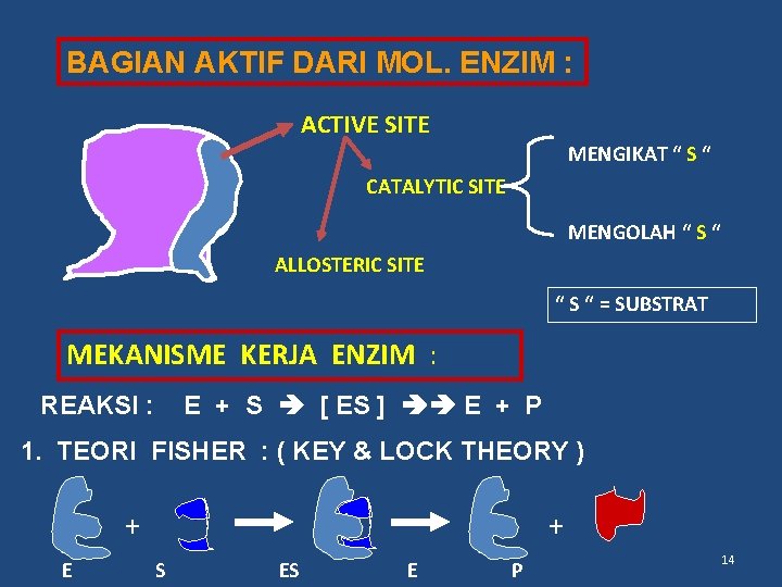 BAGIAN AKTIF DARI MOL. ENZIM : ACTIVE SITE MENGIKAT “ S “ CATALYTIC SITE