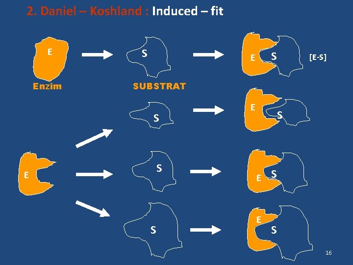 2. Daniel – Koshland : Induced – fit E Enzim substrat S S E