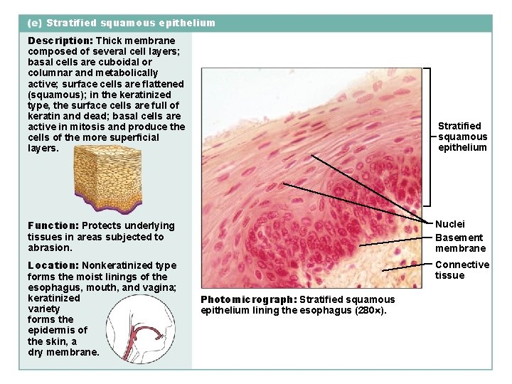 Stratified squamous epithelium Description: Thick membrane composed of several cell layers; basal cells are