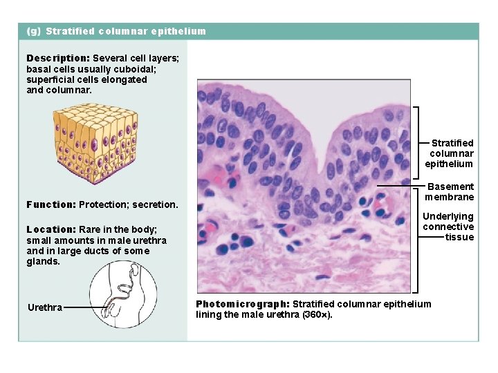 Stratified columnar epithelium Description: Several cell layers; basal cells usually cuboidal; superficial cells elongated