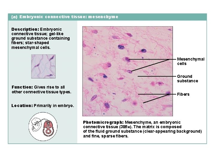 Embryonic connective tissue: mesenchyme Description: Embryonic connective tissue; gel-like ground substance containing fibers; star-shaped