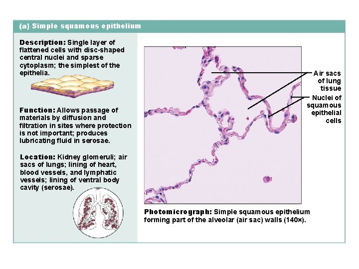 Simple squamous epithelium Description: Single layer of flattened cells with disc-shaped central nuclei and