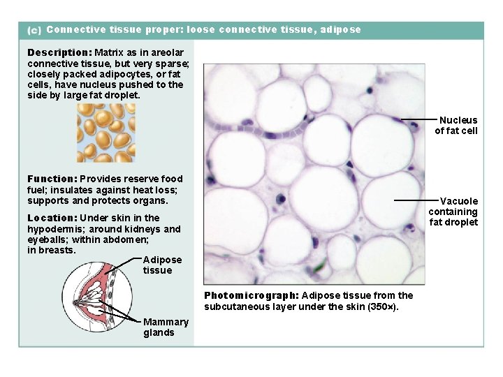 Connective tissue proper: loose connective tissue, adipose Description: Matrix as in areolar connective tissue,