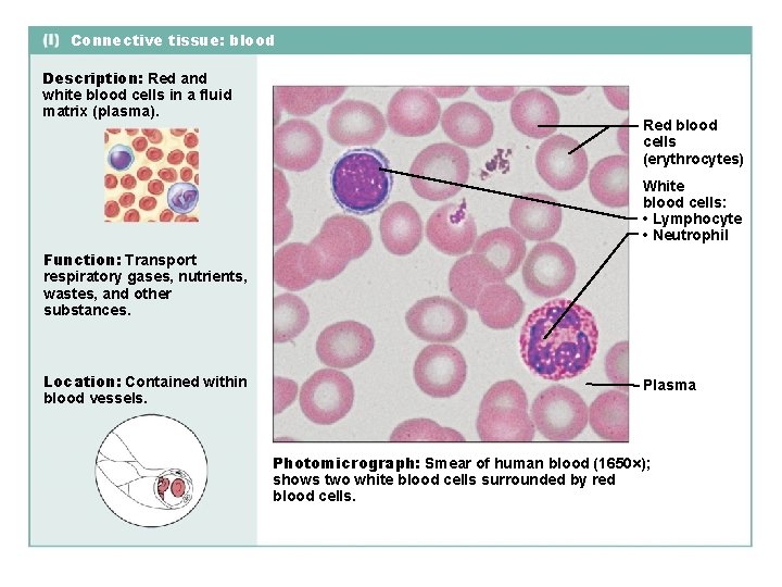 Connective tissue: blood Description: Red and white blood cells in a fluid matrix (plasma).