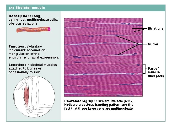 Skeletal muscle Description: Long, cylindrical, multinucleate cells; obvious striations. Striations Nuclei Function: Voluntary movement;