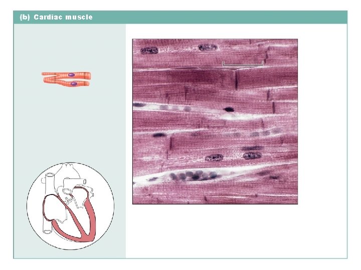 Cardiac muscle 