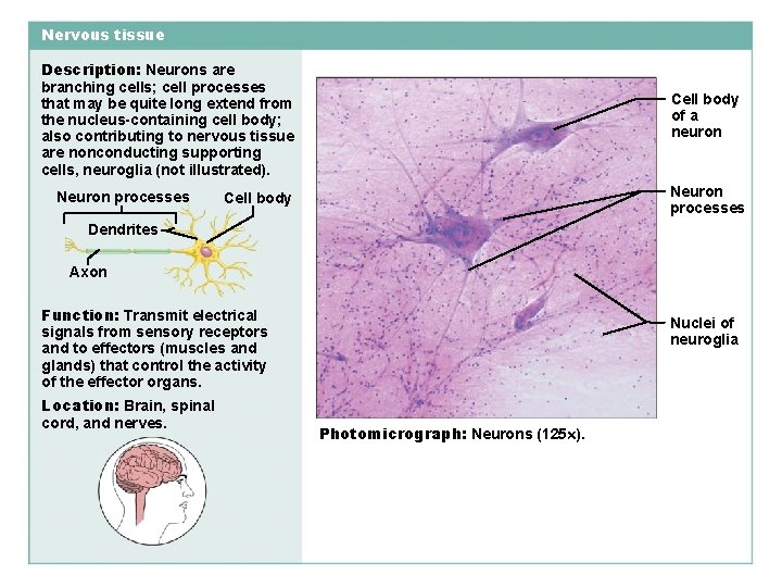 Nervous tissue Description: Neurons are branching cells; cell processes that may be quite long