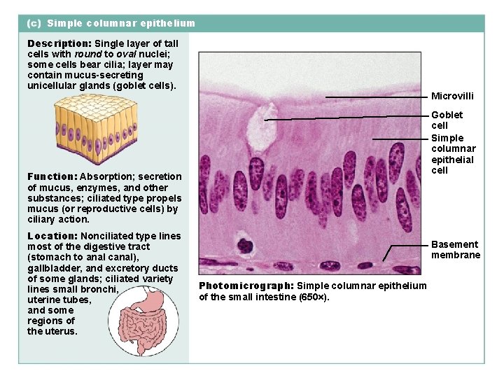 Simple columnar epithelium Description: Single layer of tall cells with round to oval nuclei;