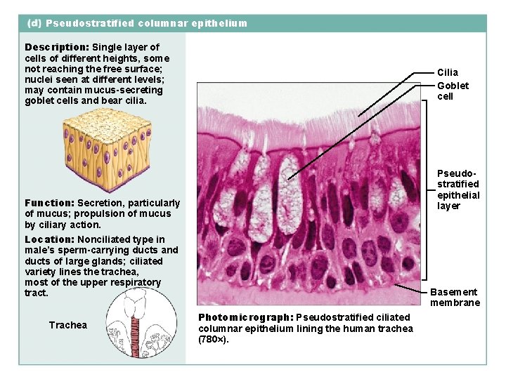 Pseudostratified columnar epithelium Description: Single layer of cells of different heights, some not reaching