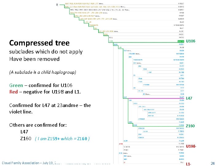 Compressed tree U 106 subclades which do not apply Have been removed (A subclade