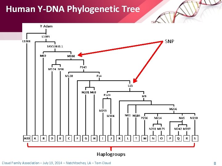 Human Y-DNA Phylogenetic Tree SNP Haplogroups Cloud Family Association – July 19, 2014 –