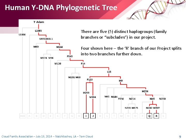 Human Y-DNA Phylogenetic Tree There are five (5) distinct haplogroups (family branches or “subclades”)